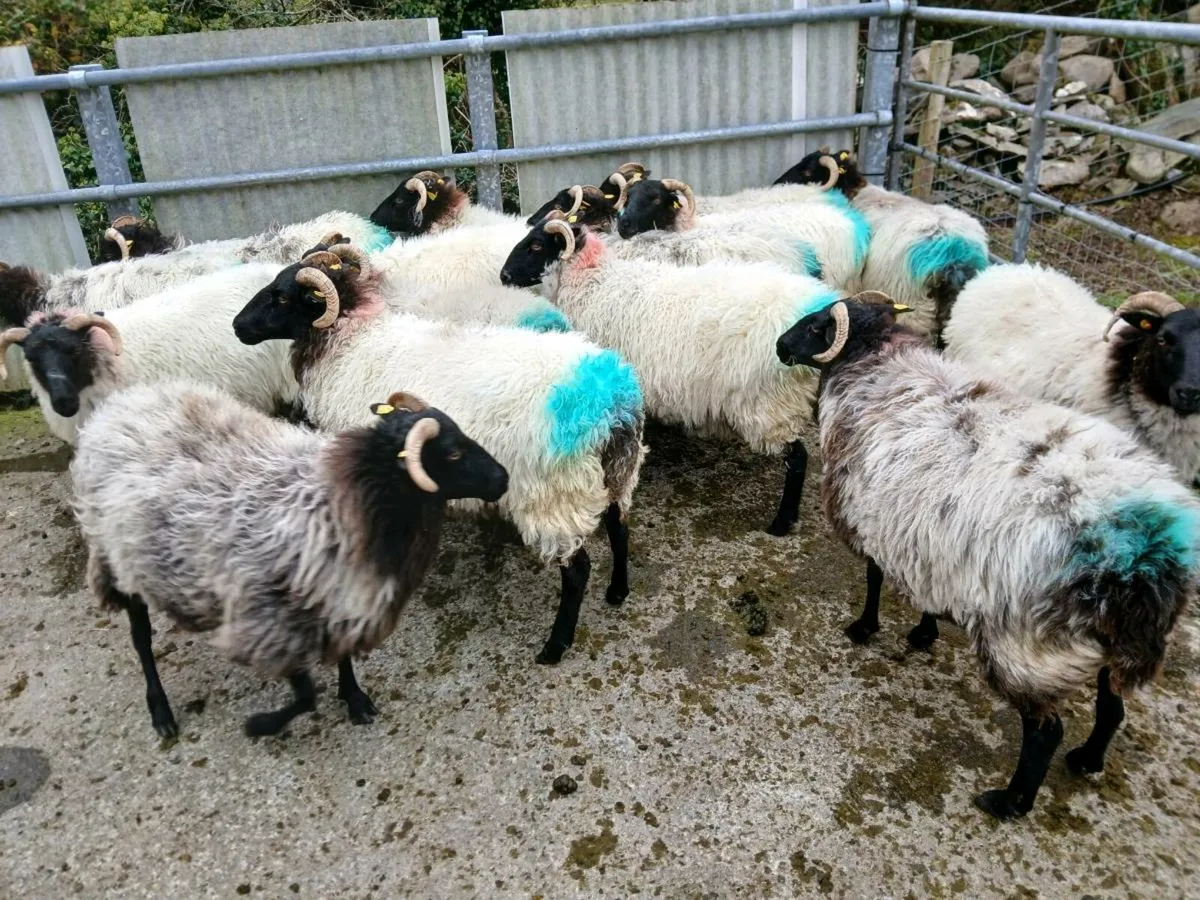 Sheep - Image 3
