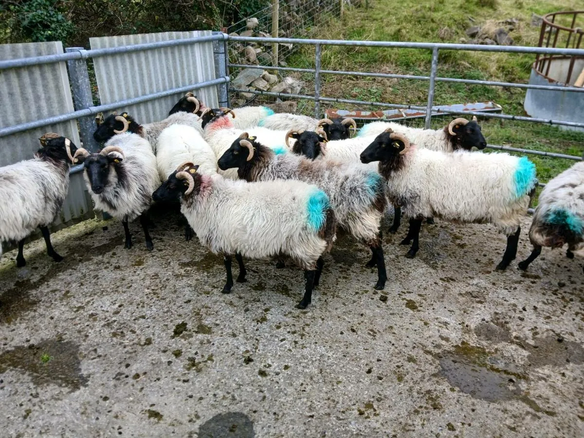 Sheep - Image 4