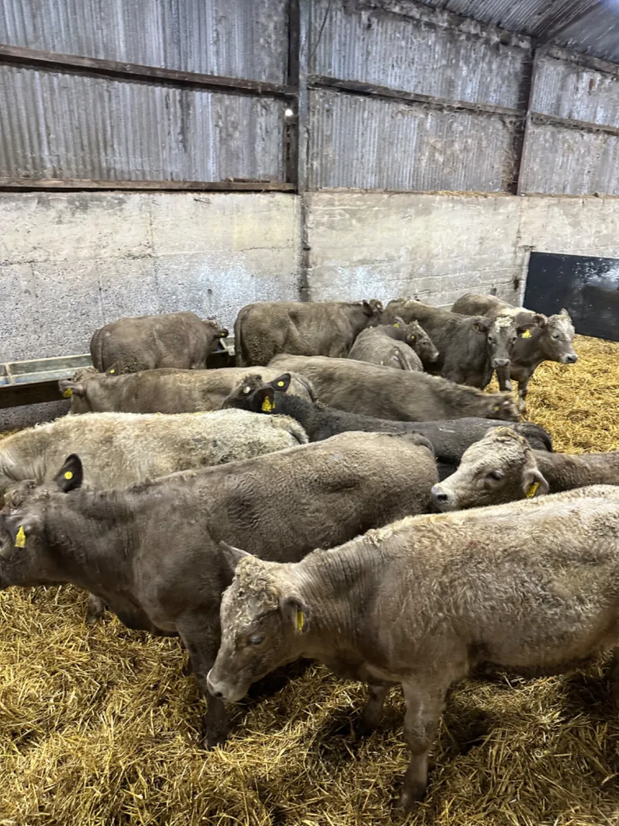 Charolais bulls - Image 2