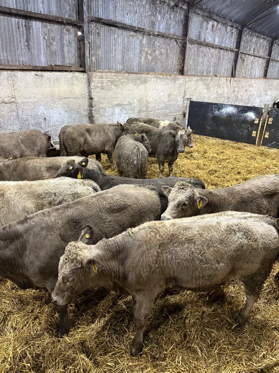 Charolais bulls - Image 1