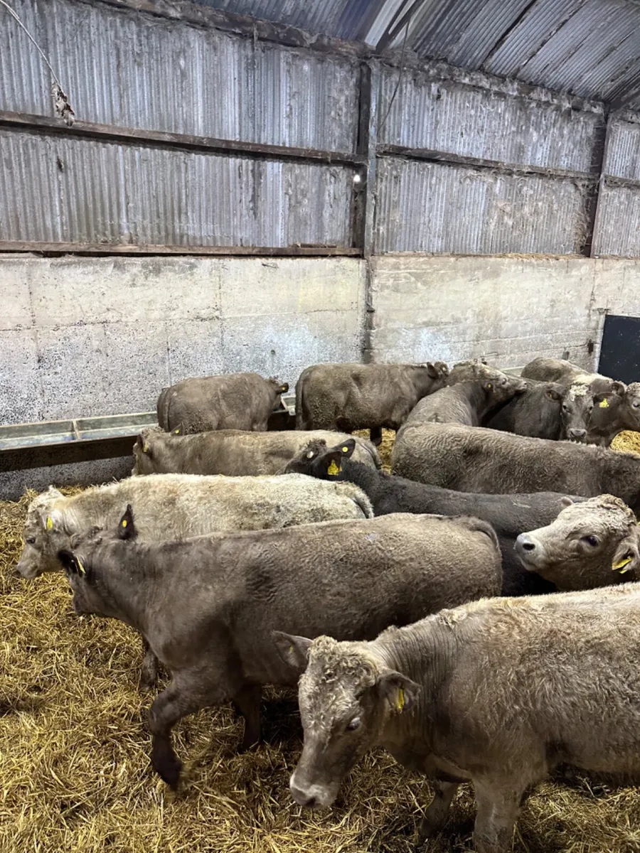 Charolais bulls - Image 3