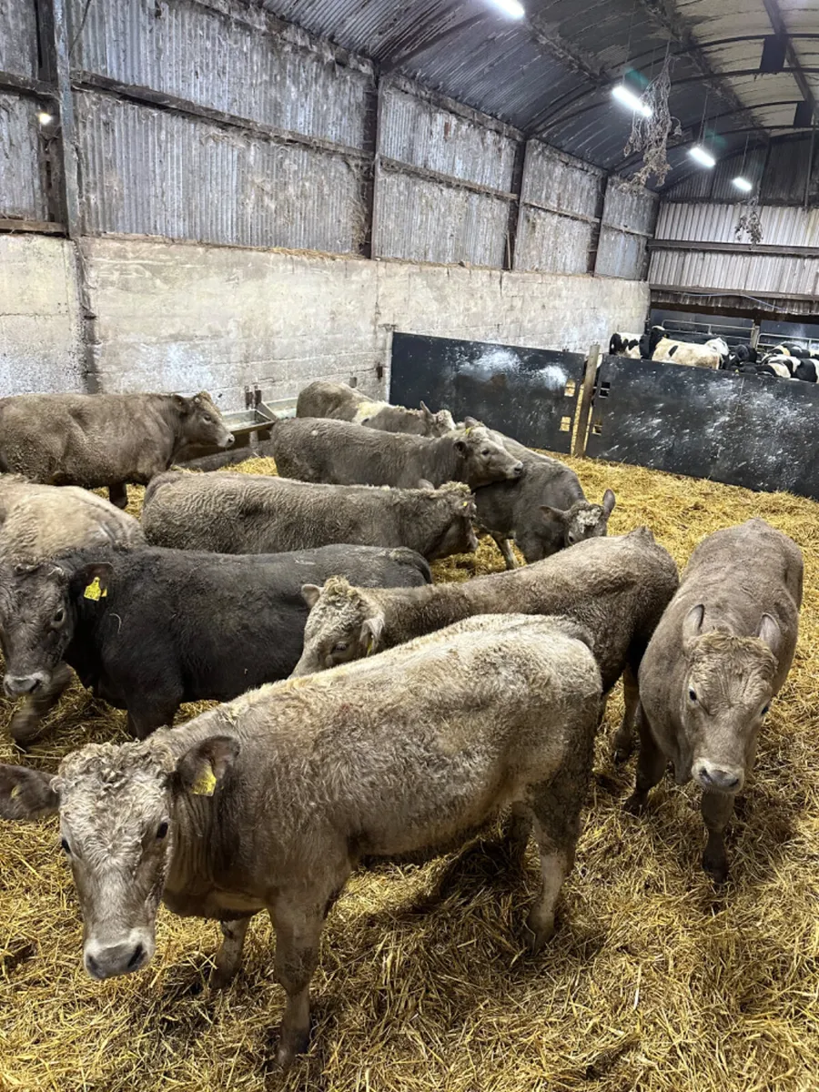 Charolais bulls - Image 4
