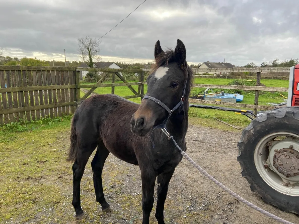 Foal for sale - Image 1