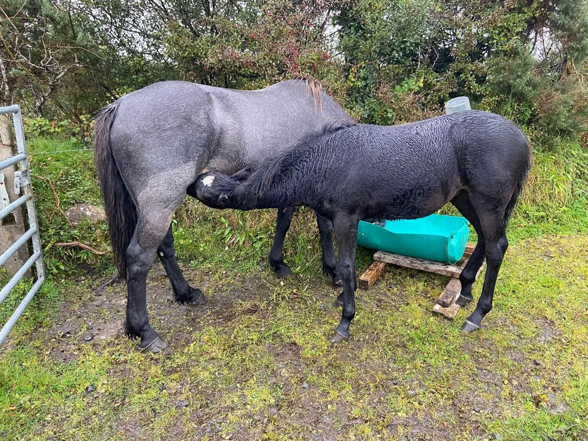 Foal for sale - Image 3