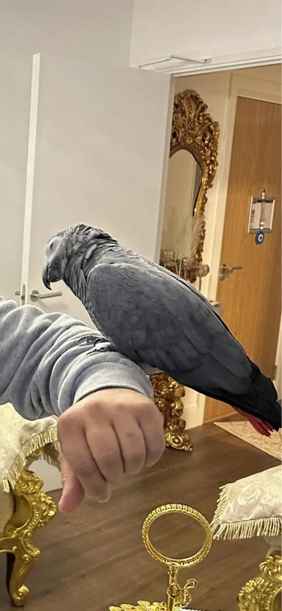 African grey - Image 2