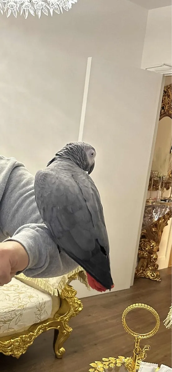 African grey - Image 3