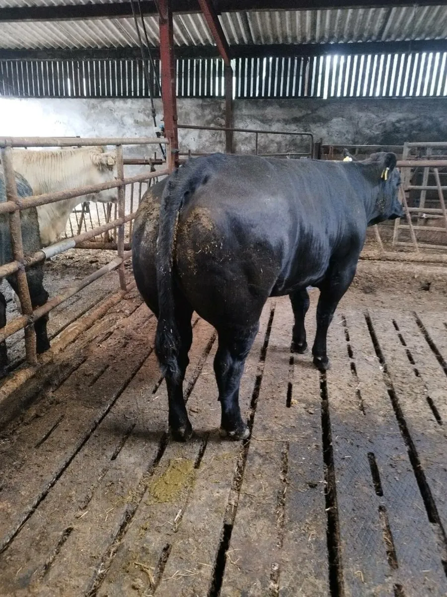 Breeding heifer - Image 3