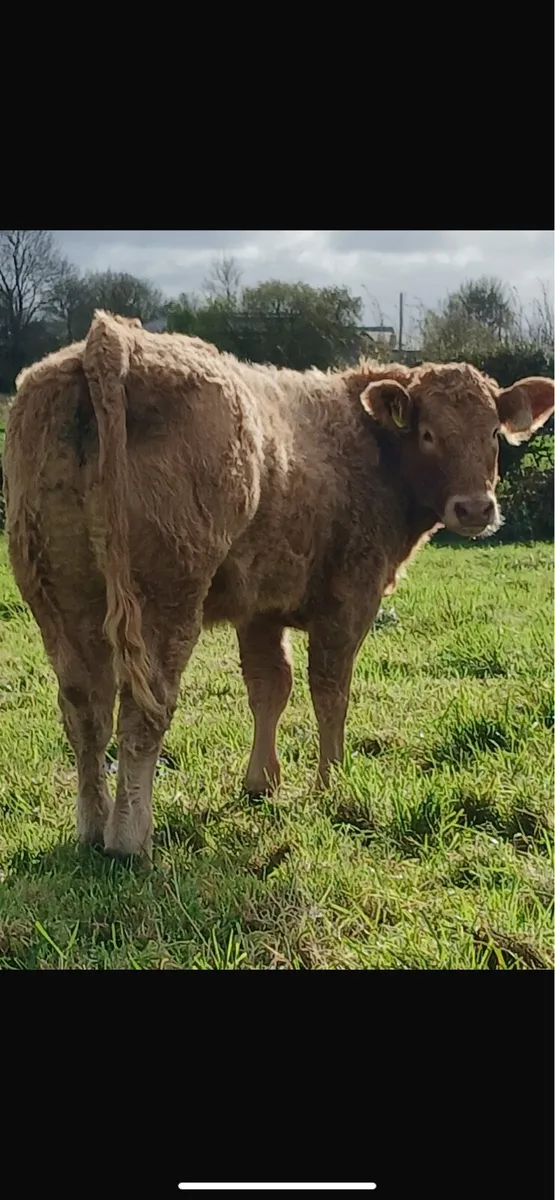 Weanling heifers for ballinasloe on saturday 25 10 - Image 1