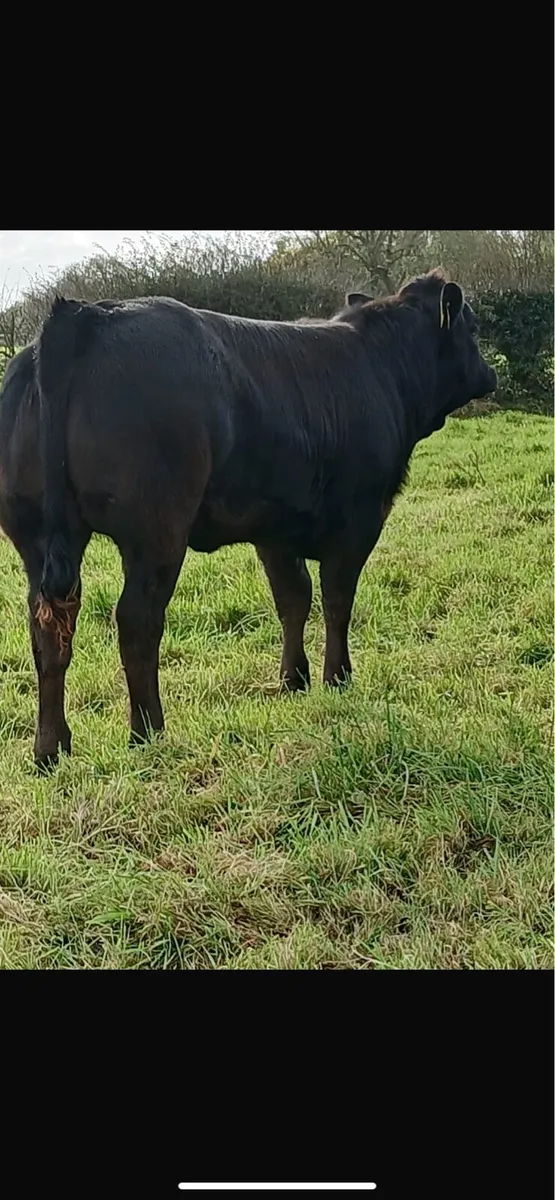Weanling heifers for ballinasloe on saturday 25 10 - Image 2