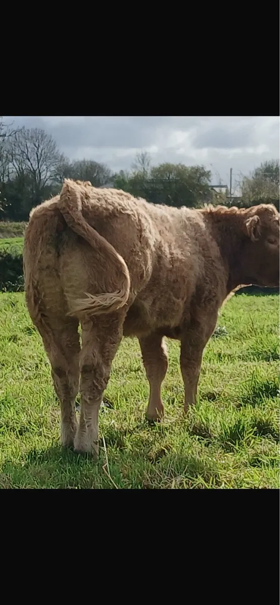 Weanling heifers for ballinasloe on saturday 25 10 - Image 3