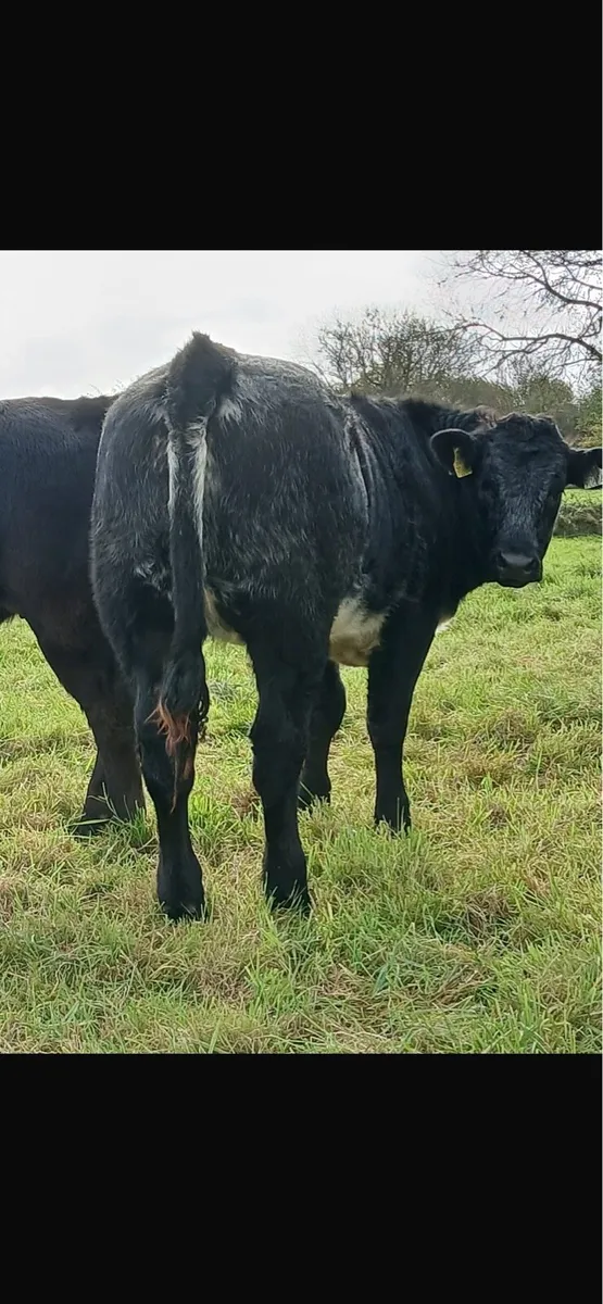 Weanling heifers for ballinasloe on saturday 25 10 - Image 4