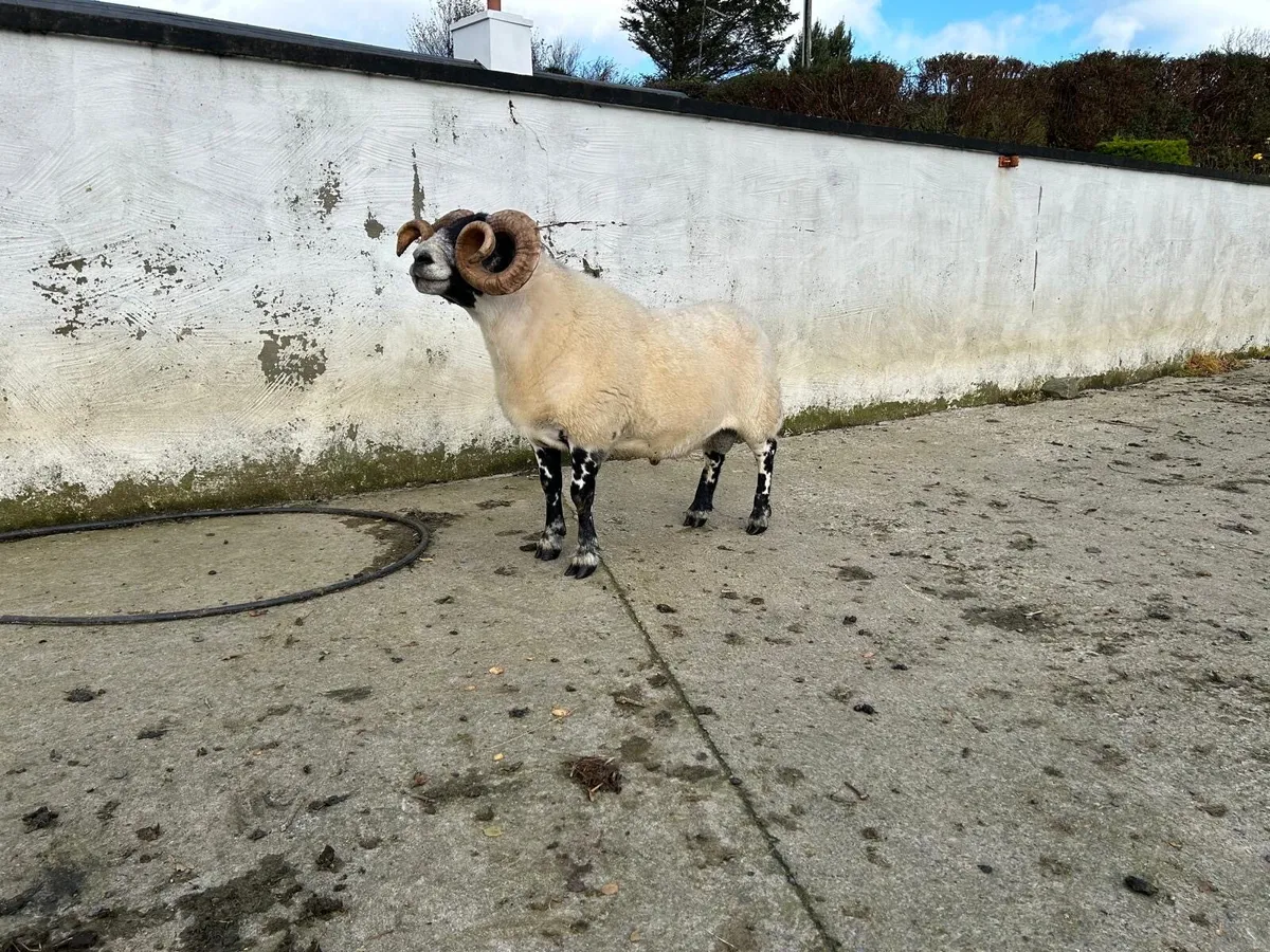 Lanark ram - Image 1