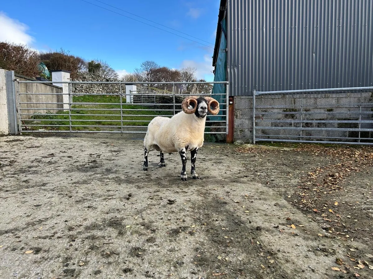 Lanark ram - Image 2