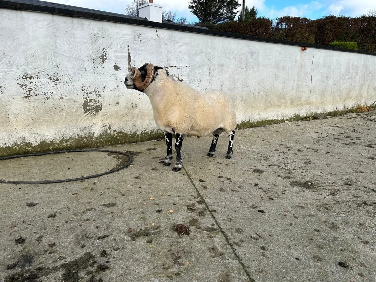 Lanark ram - Image 4