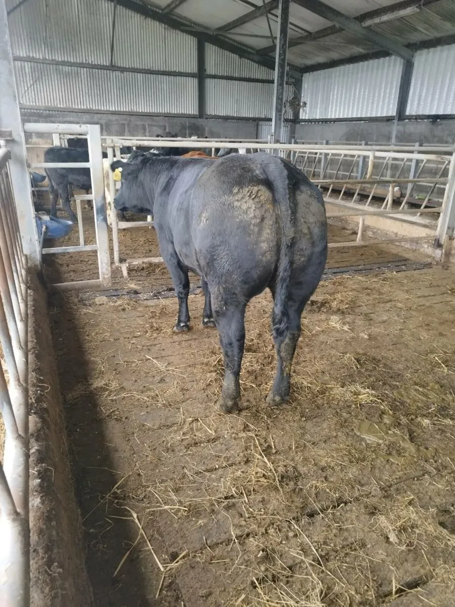 Breeding heifer - Image 2