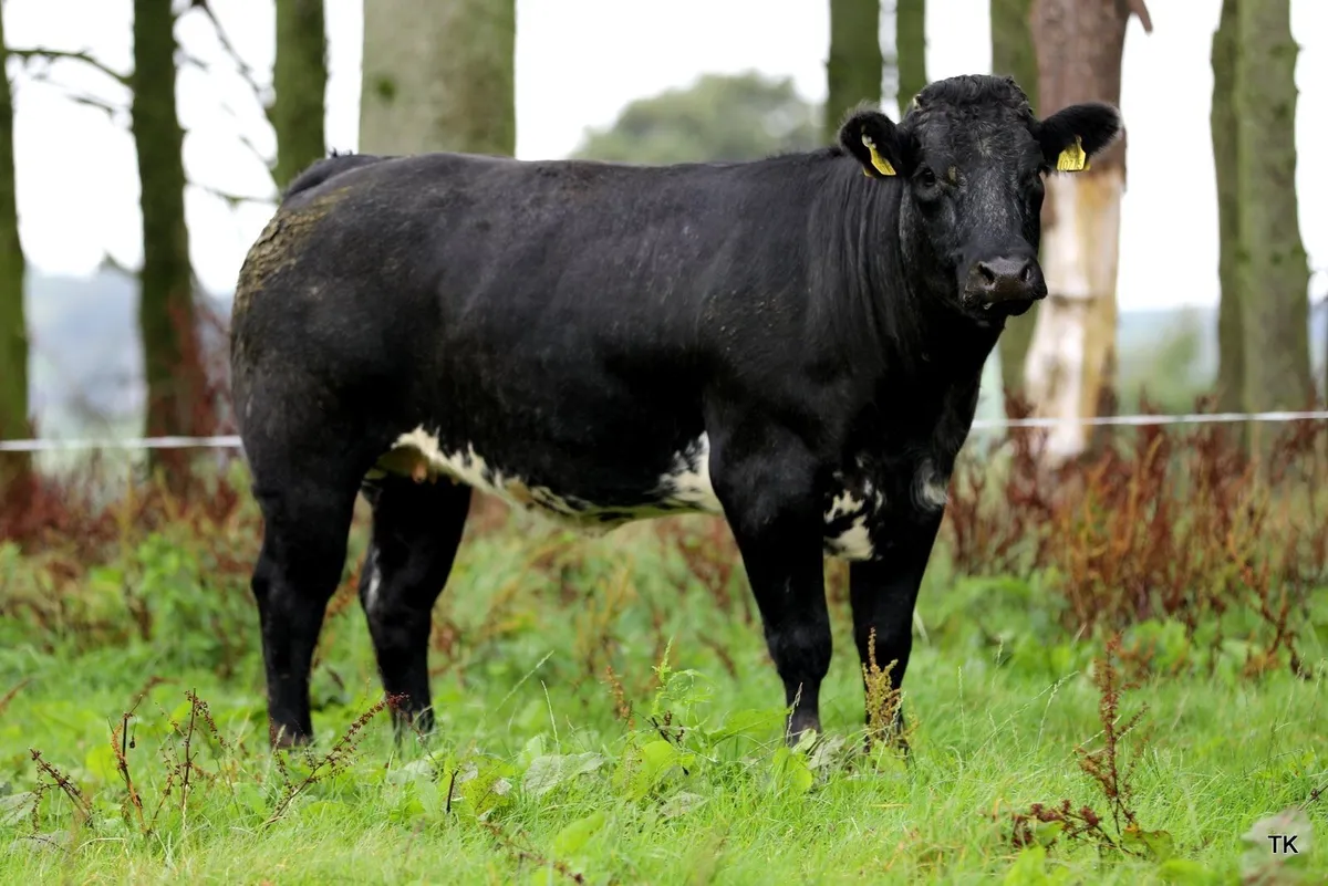 Incalf heifers - Image 1
