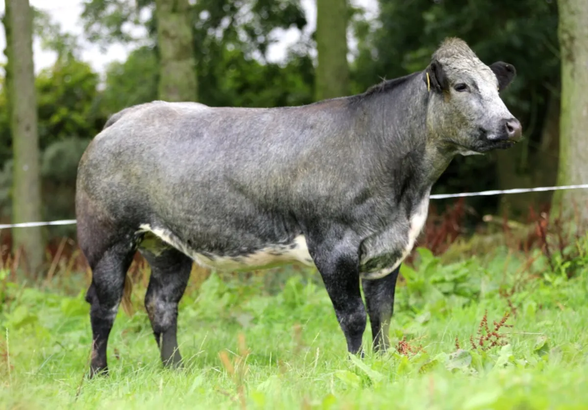 Incalf heifers - Image 2