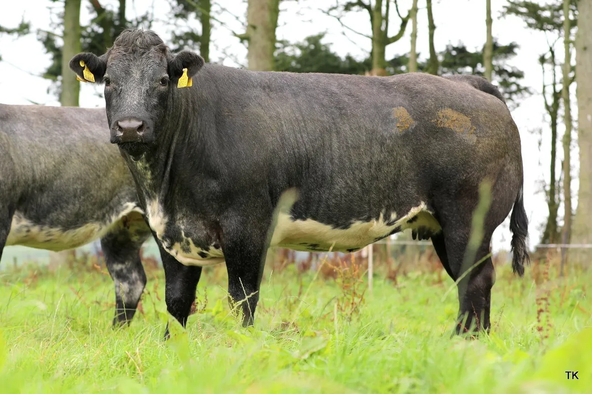 Incalf heifers - Image 4