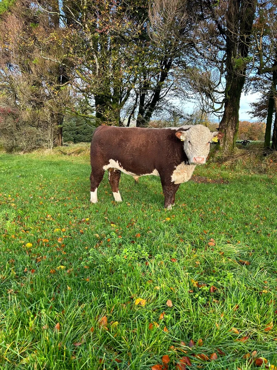PEDIGREE POLLED BULLS - Image 1