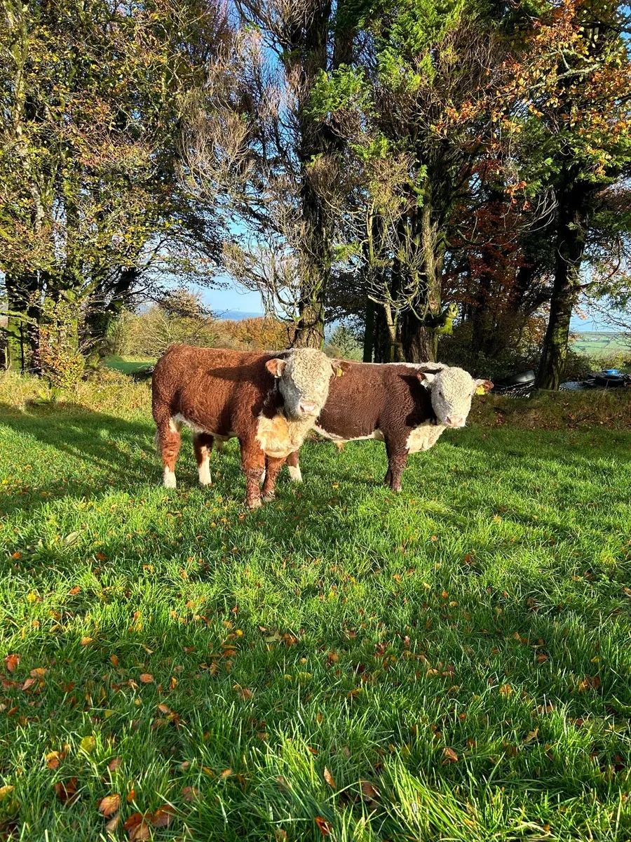 PEDIGREE POLLED BULLS - Image 2