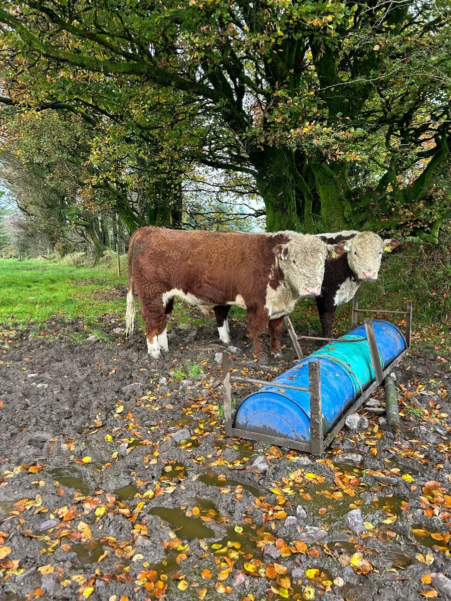 PEDIGREE POLLED BULLS - Image 4
