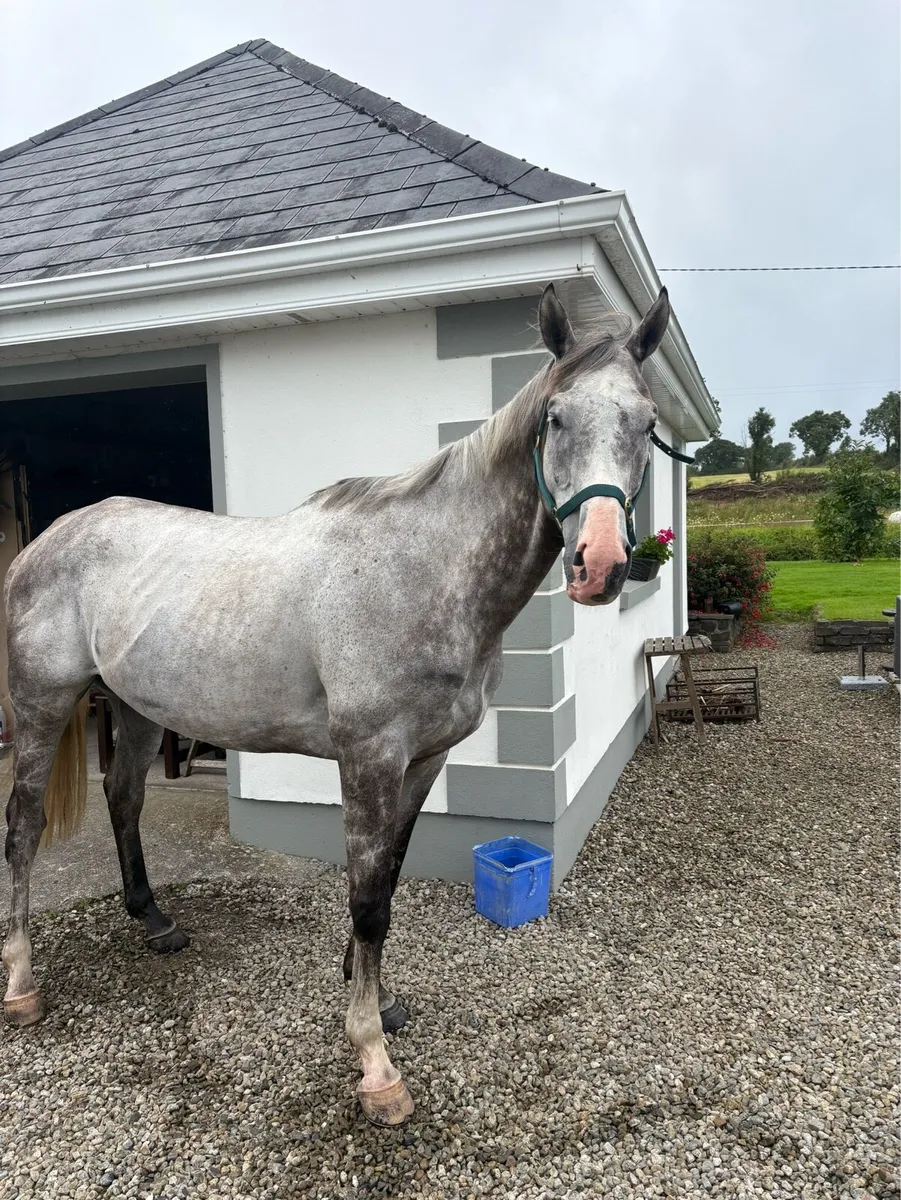 16.2 Gelding - Image 1