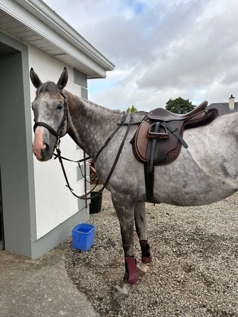 16.2 Gelding - Image 2