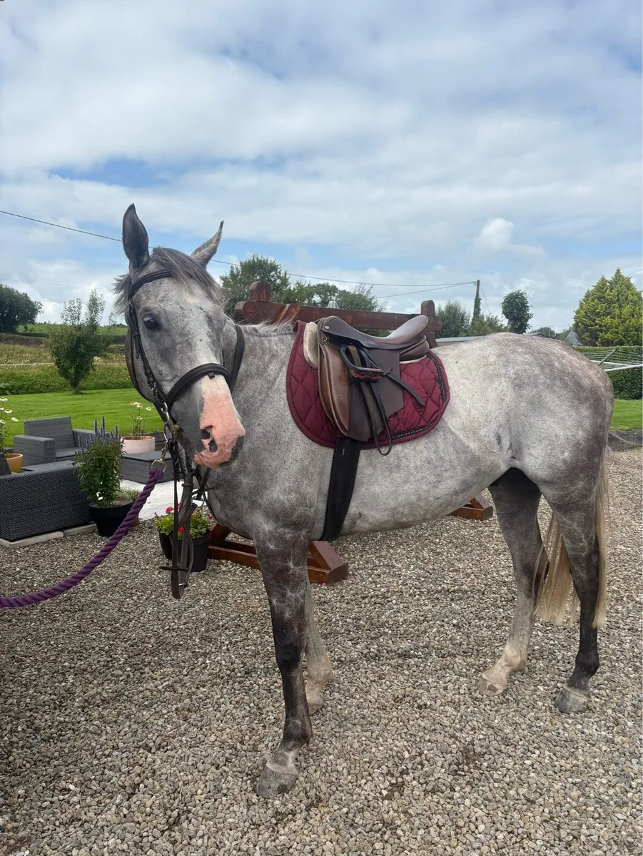 16.2 Gelding - Image 3