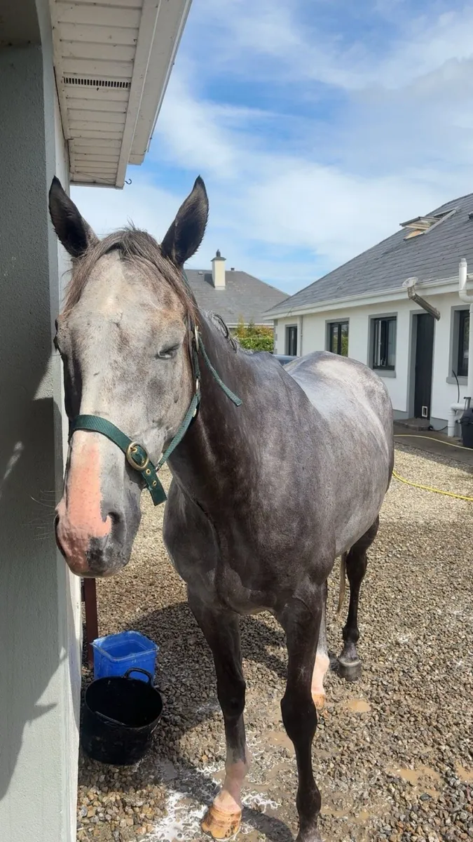 16.2 Gelding - Image 4