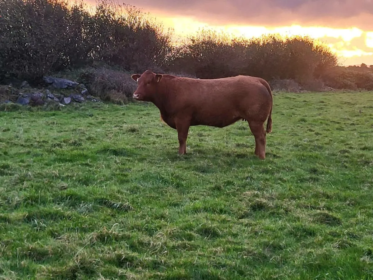 INCALF HEIFERS - Image 1
