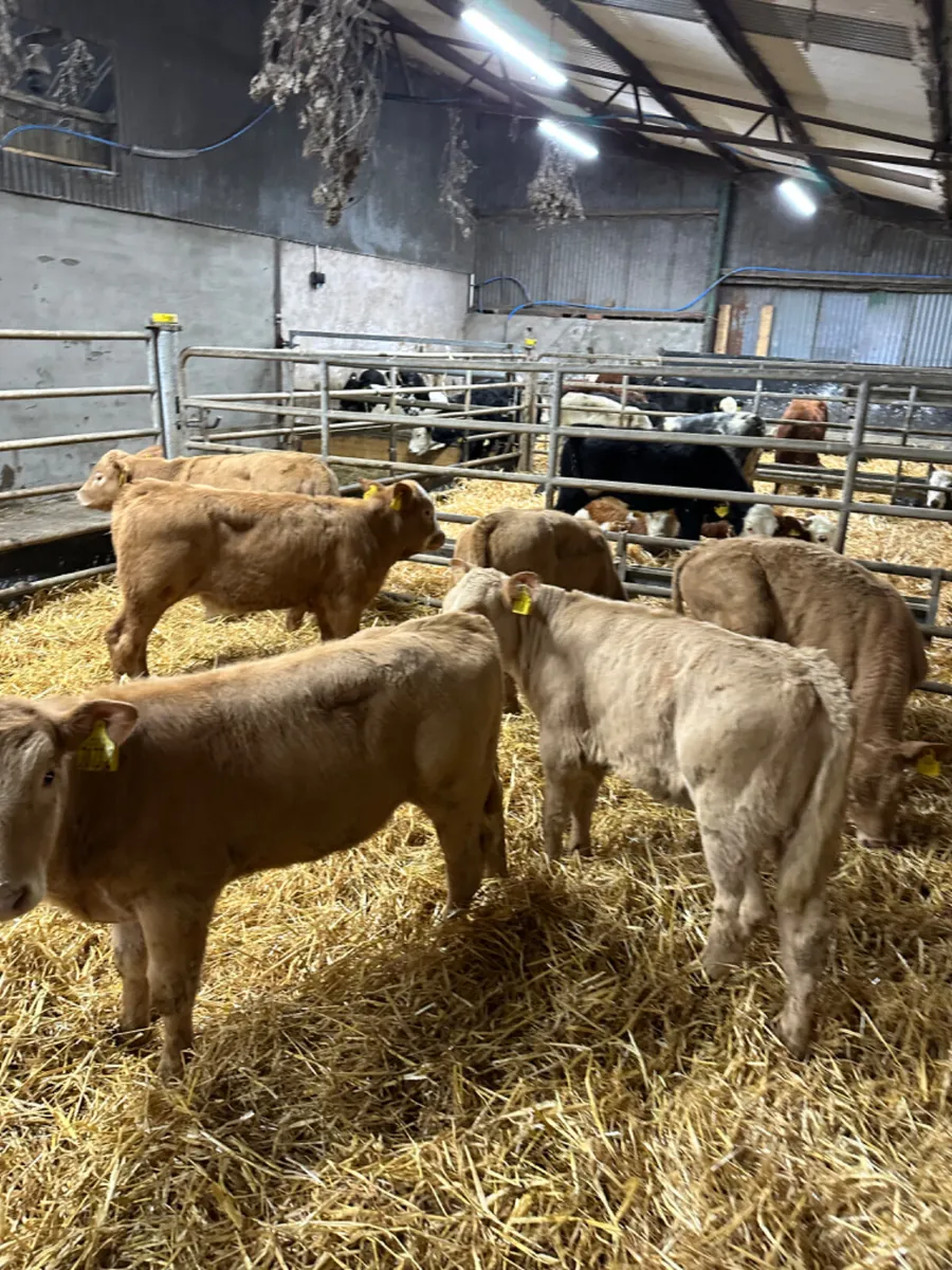 Charolais heifers - Image 3