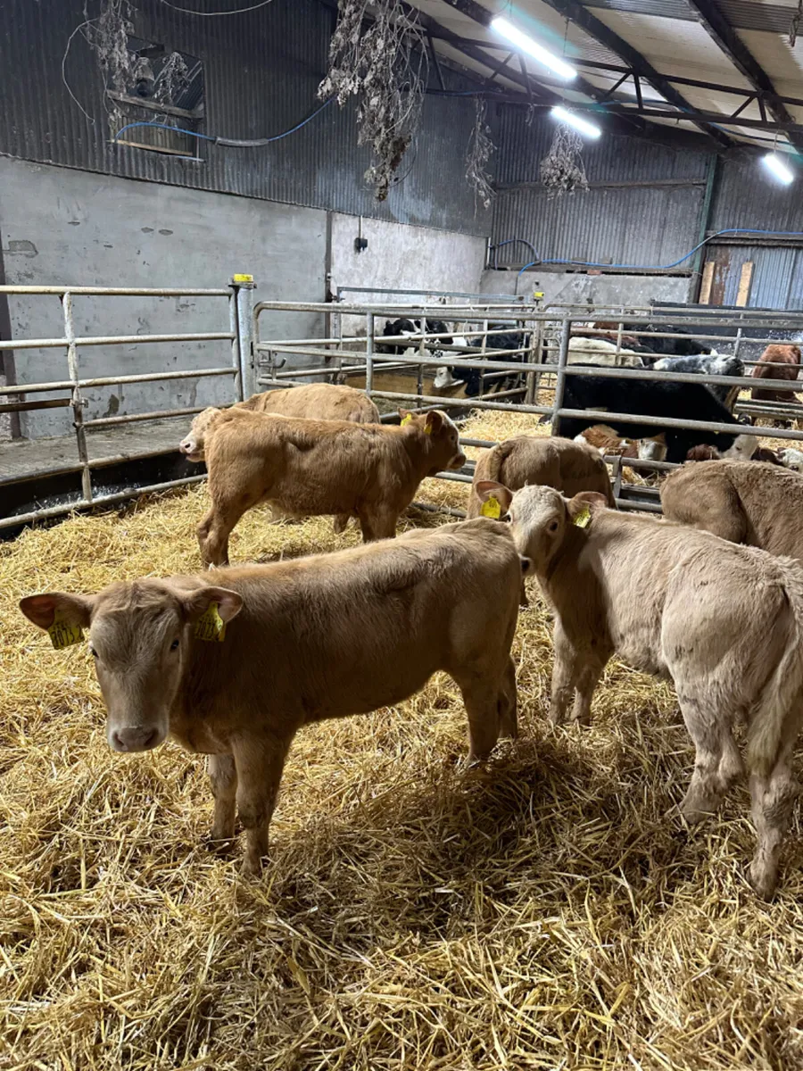 Charolais heifers - Image 2