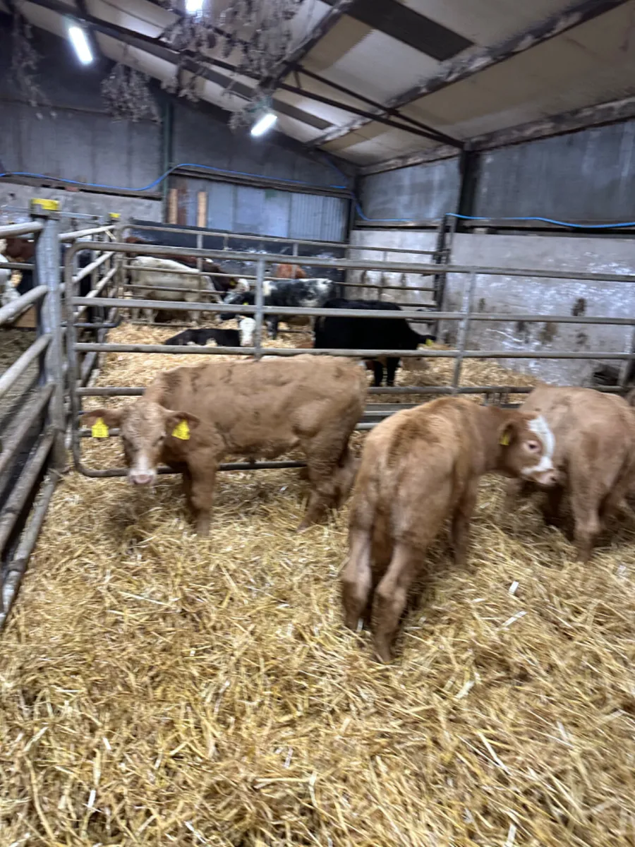 Charolais heifers - Image 4
