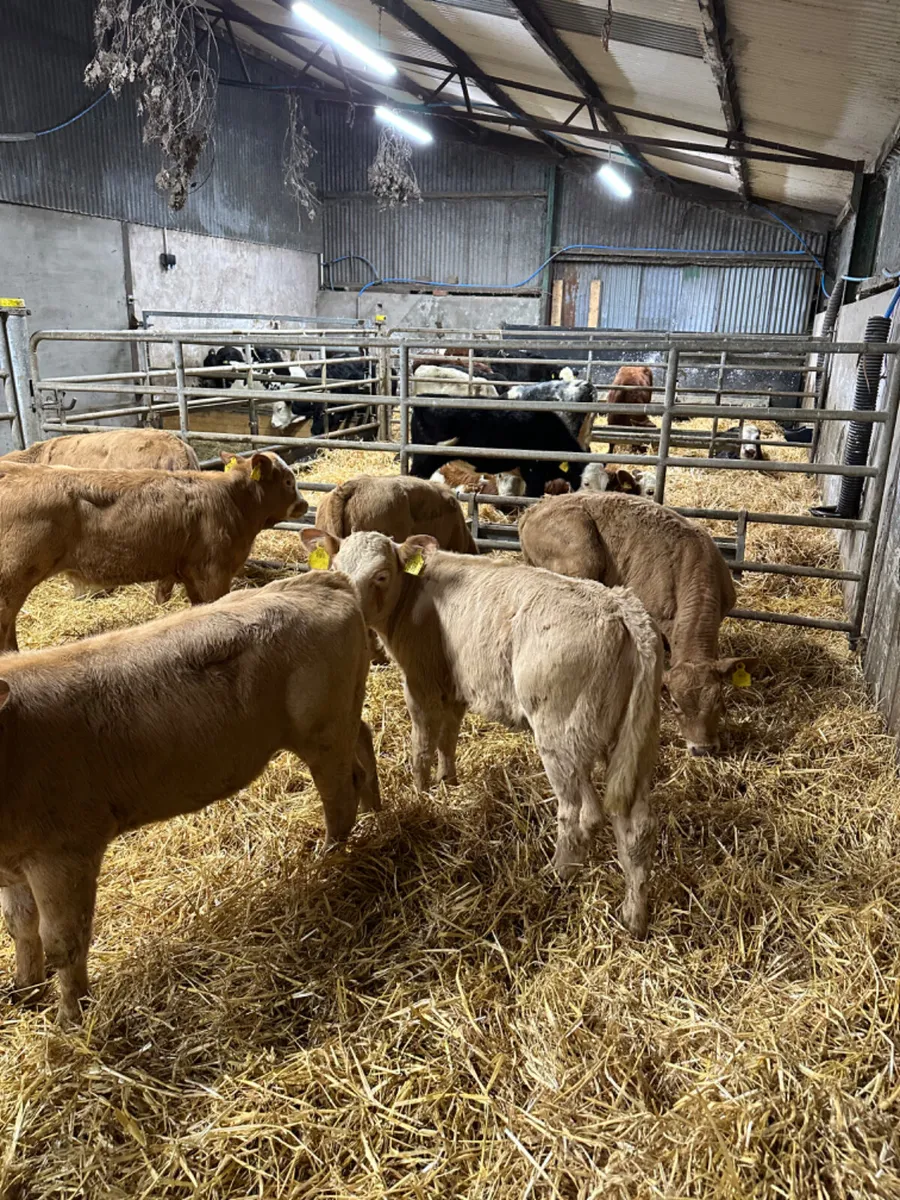 Charolais heifers - Image 1