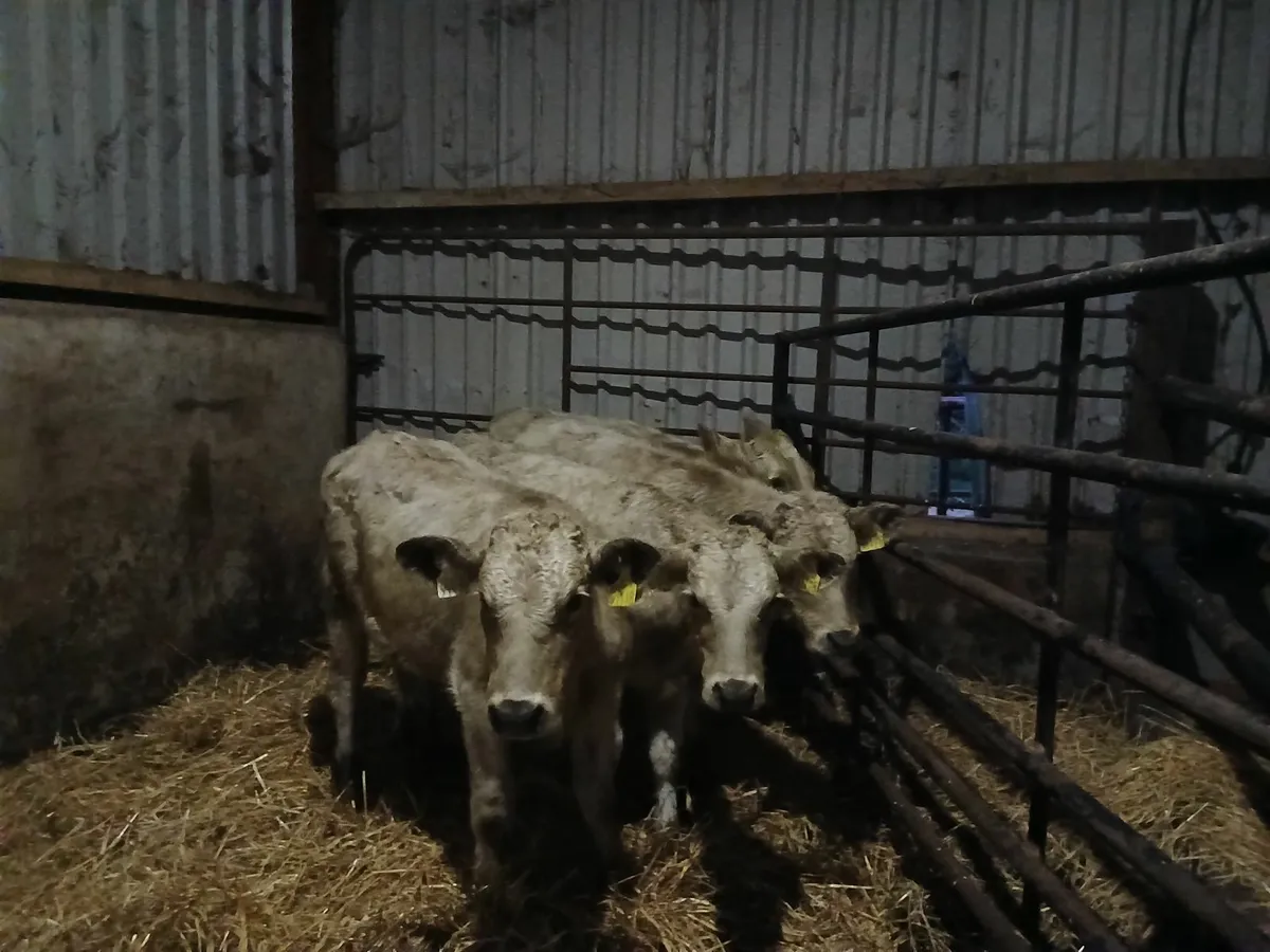 Charolais heifer weanling - Image 1