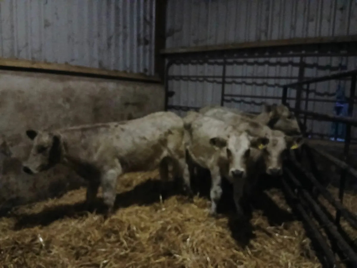 Charolais heifer weanling - Image 2