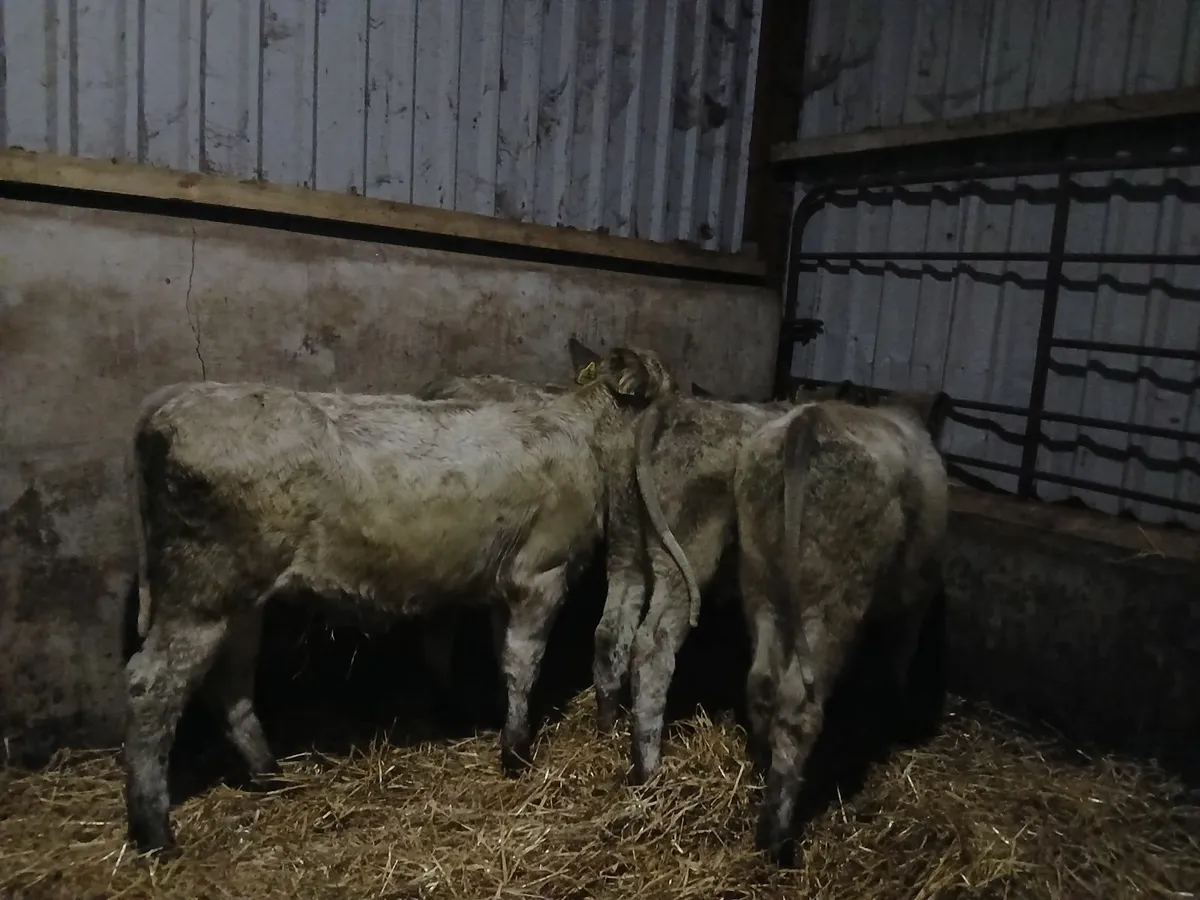 Charolais heifer weanling - Image 3