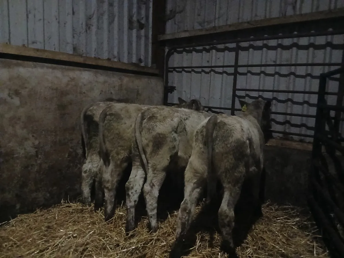 Charolais heifer weanling - Image 4