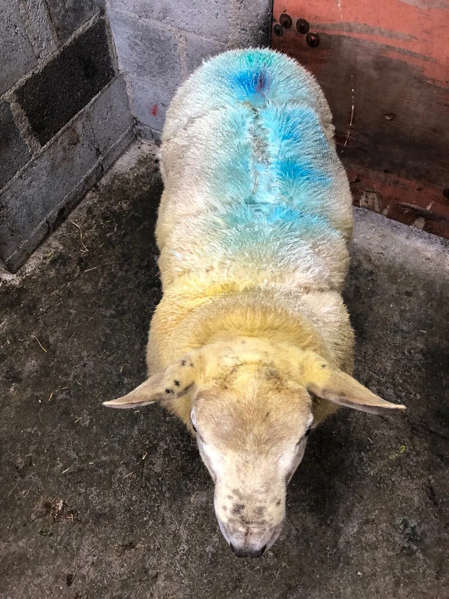 Ram Lamb - Image 3