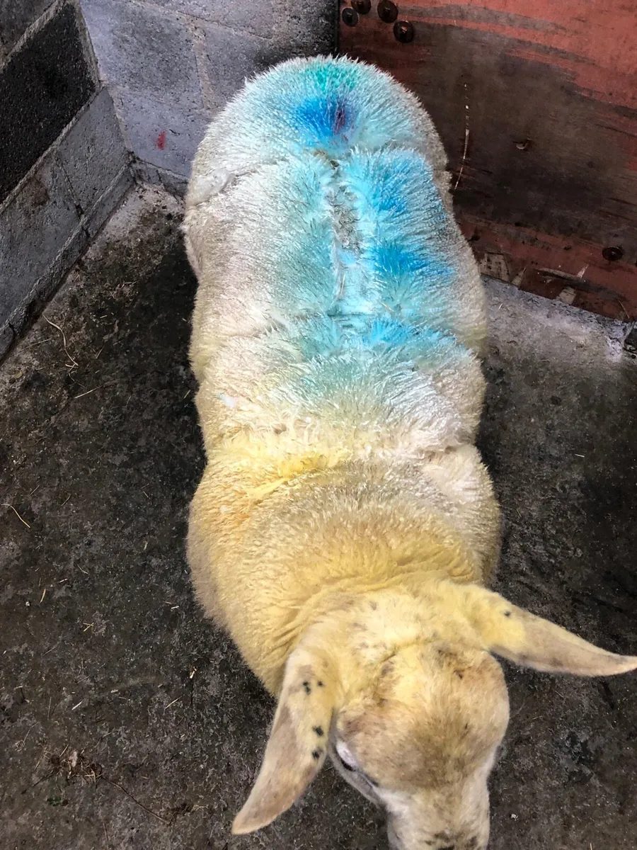 Ram Lamb - Image 4