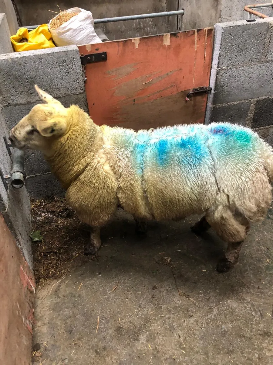 Ram Lamb - Image 1