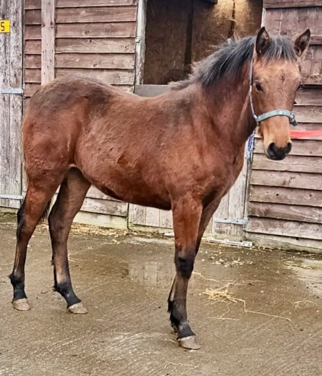 Rocklawn Elvis x Westside Mirah filly - Image 1