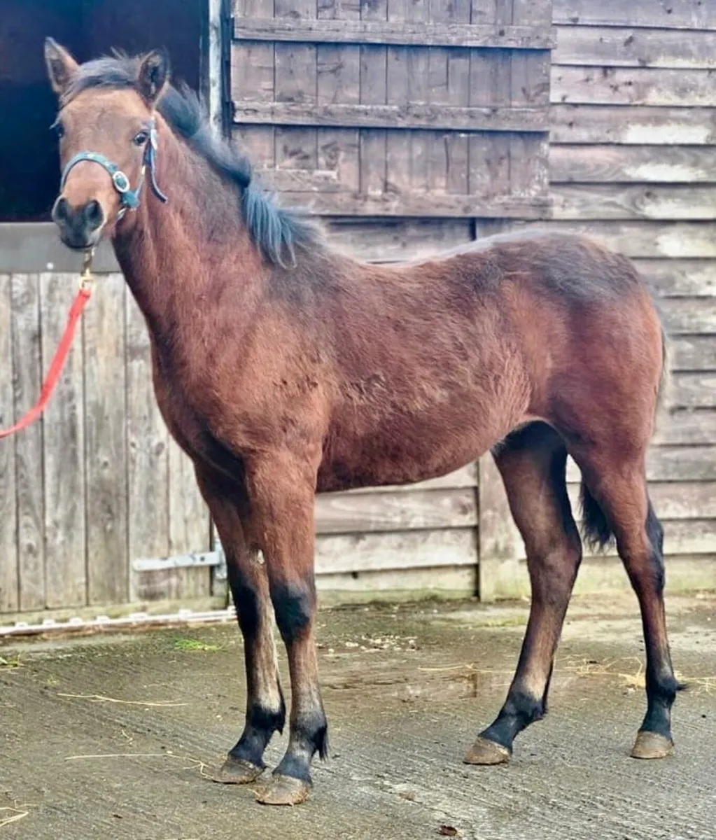 Rocklawn Elvis x Westside Mirah filly - Image 2