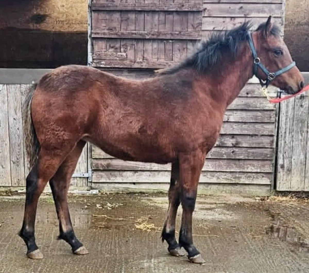 Rocklawn Elvis x Westside Mirah filly - Image 3