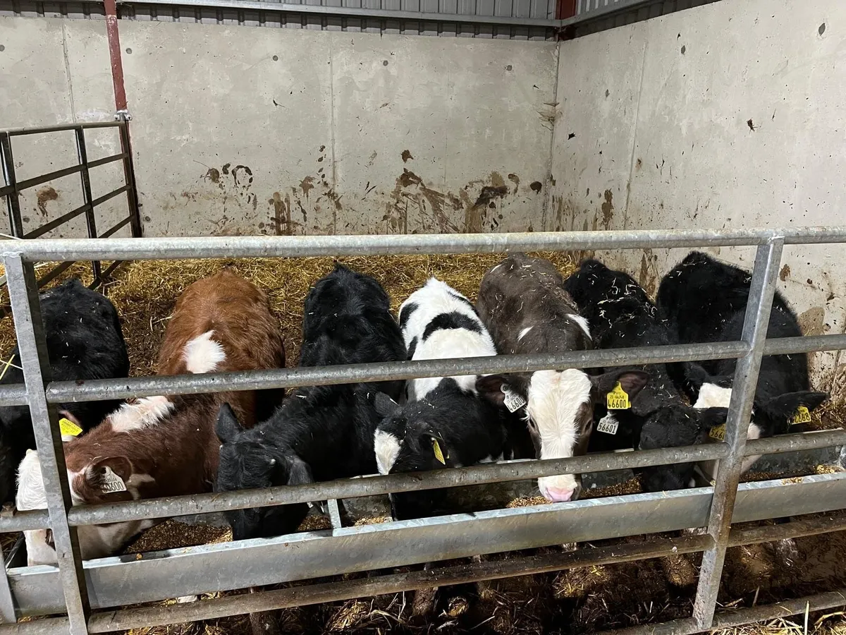 Cows - Image 1