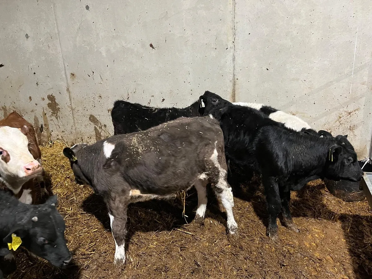 Cows - Image 2