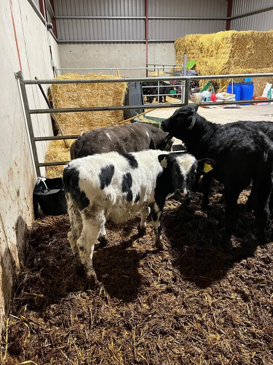 Cows - Image 3