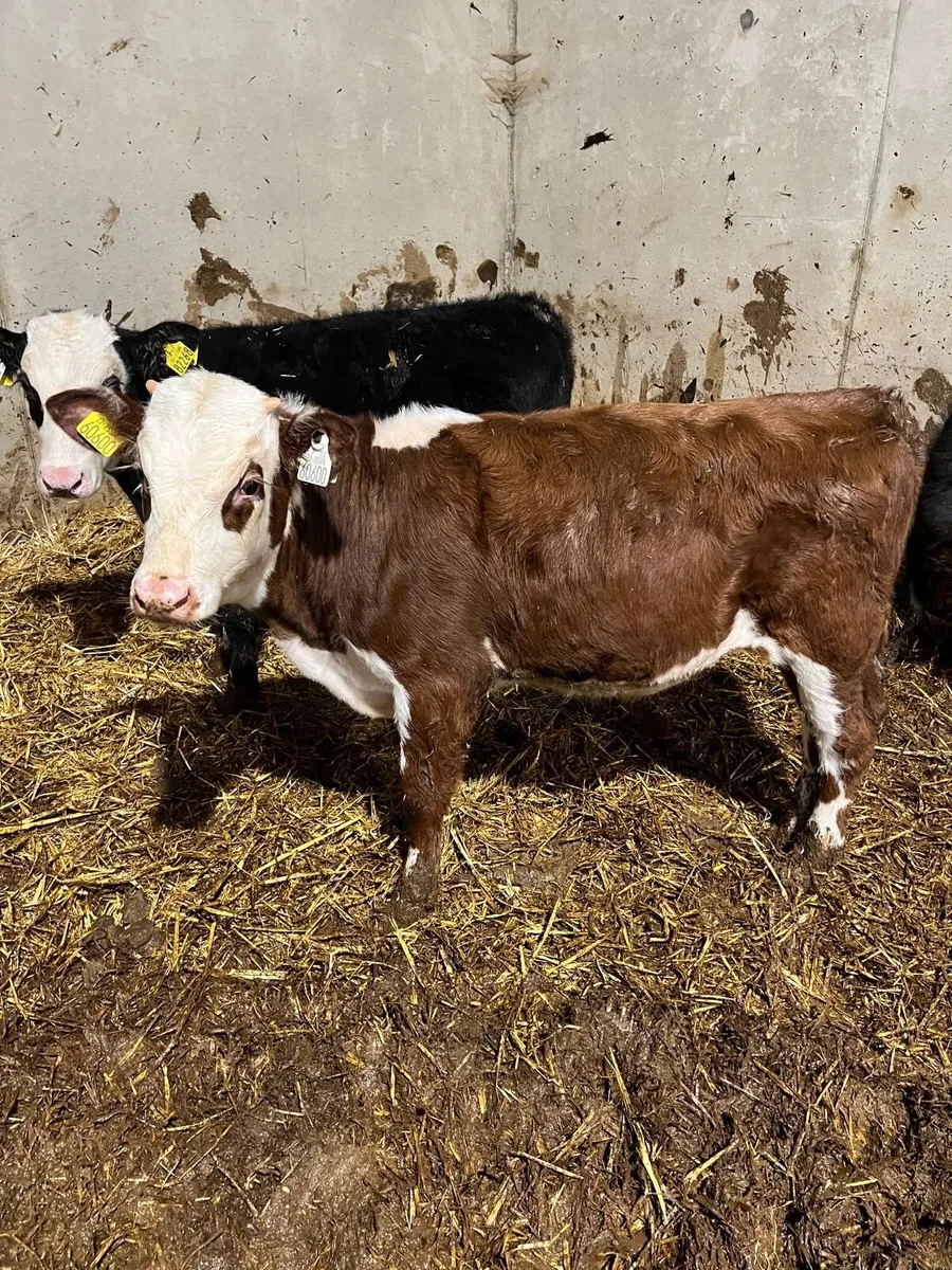 Cows - Image 4