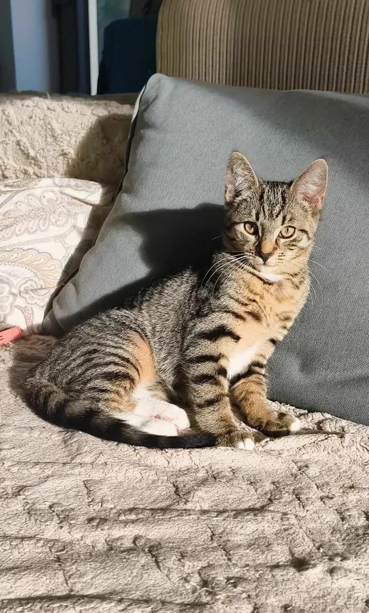 Female kitten (gone) - Image 1