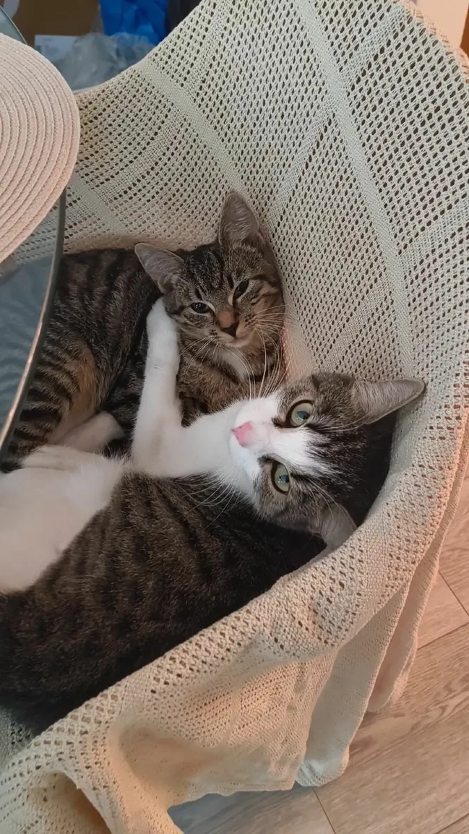 Female kitten (gone) - Image 2